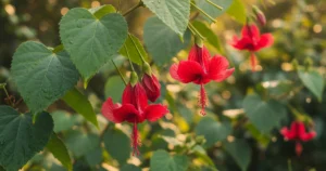 Malvaviscus Arboreus