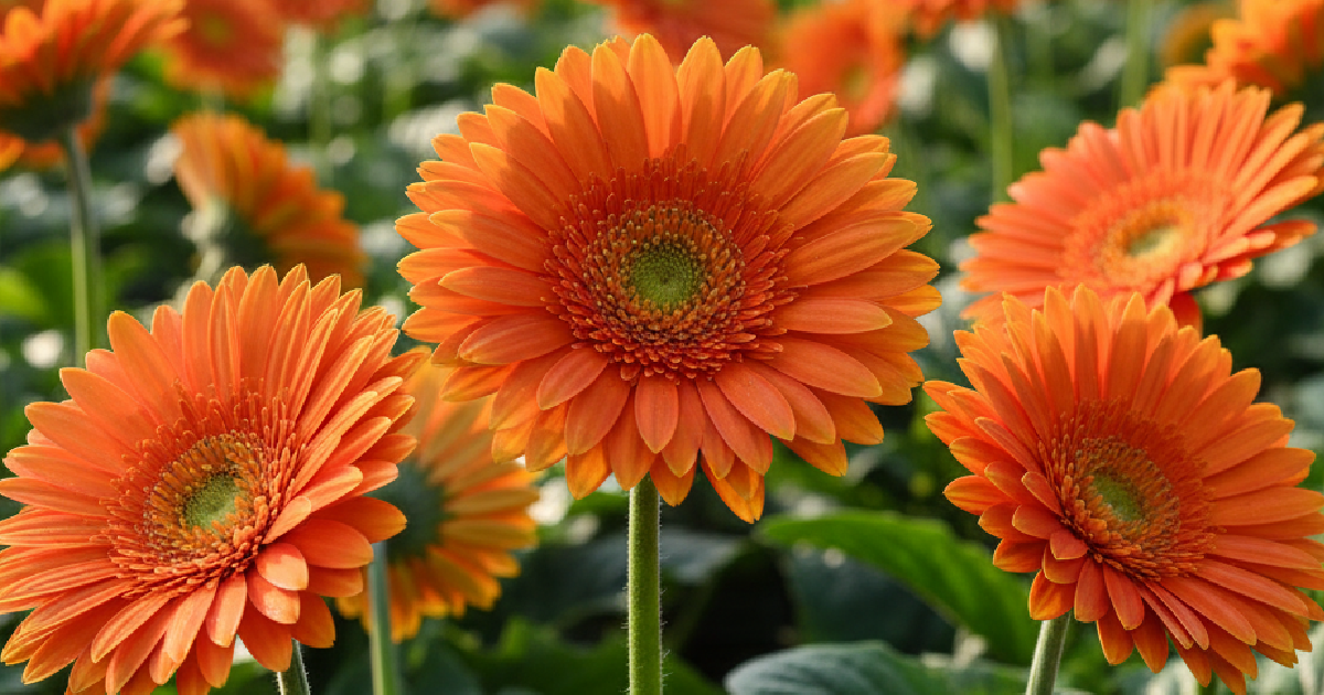 Orange Gerbera Flower