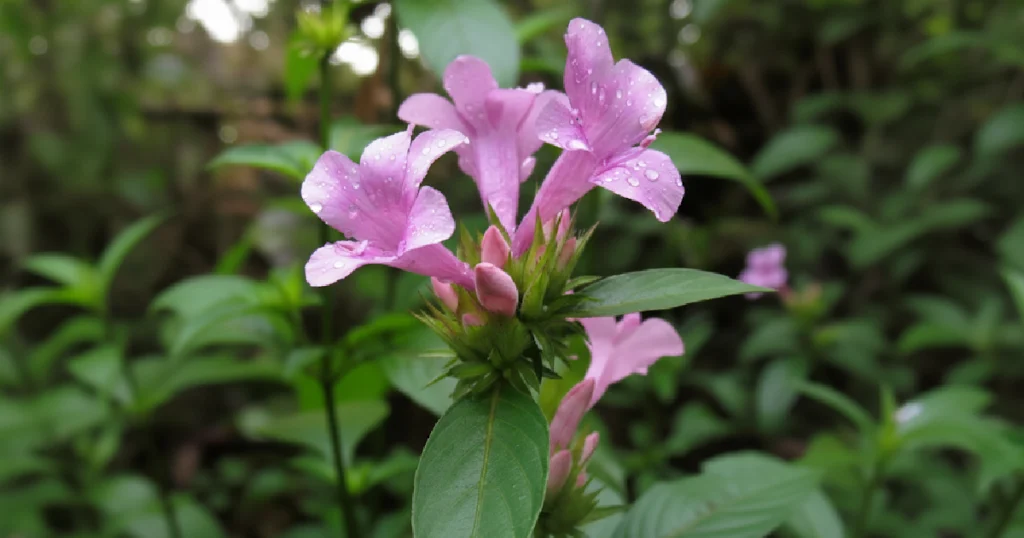 Spatika Flower