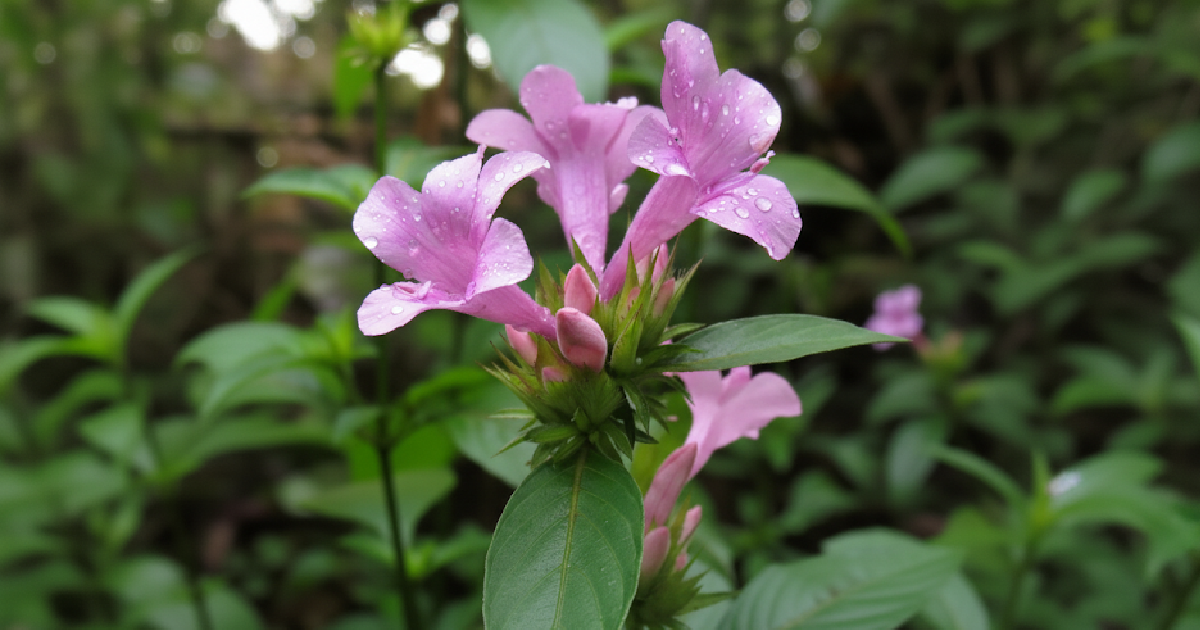 Spatika Flower