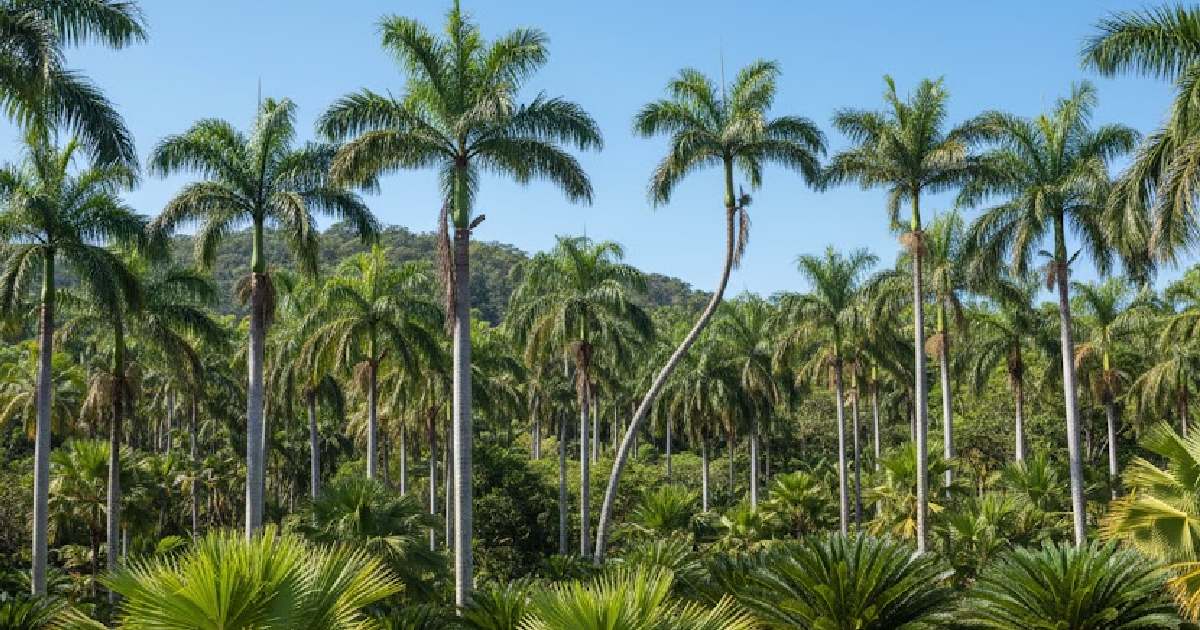 Types of Palms